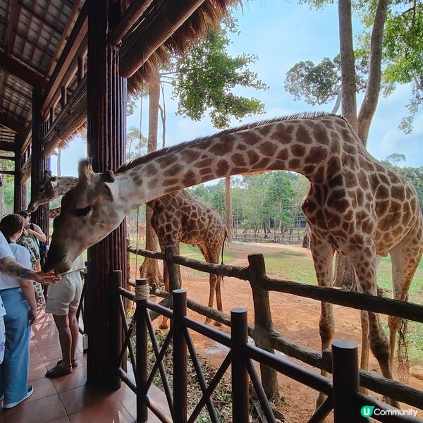 突發🇻🇳越南富國島之旅