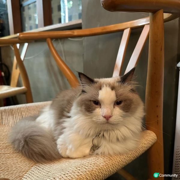 最近去咗呢間旺角樓上貓Cafe😺環境、貓咪、食物質素都滿意，...