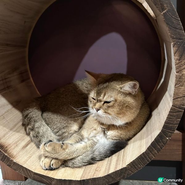 最近去咗呢間旺角樓上貓Cafe😺環境、貓咪、食物質素都滿意，...