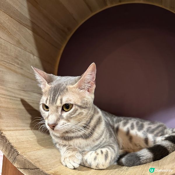 最近去咗呢間旺角樓上貓Cafe😺環境、貓咪、食物質素都滿意，...