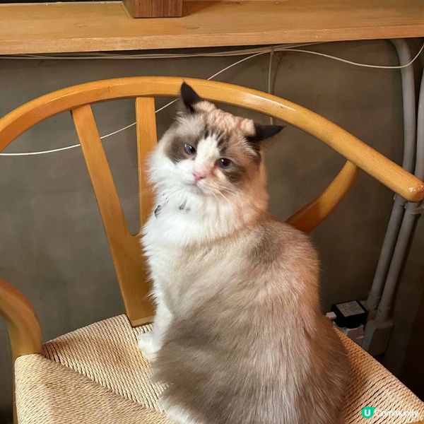 最近去咗呢間旺角樓上貓Cafe😺環境、貓咪、食物質素都滿意，...