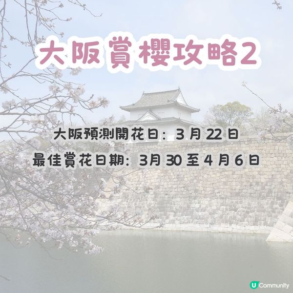 大阪賞櫻攻略2🌸萬博紀念公園大型櫻花祭😍