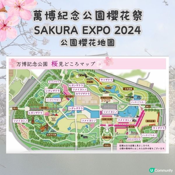 大阪賞櫻攻略2🌸萬博紀念公園大型櫻花祭😍