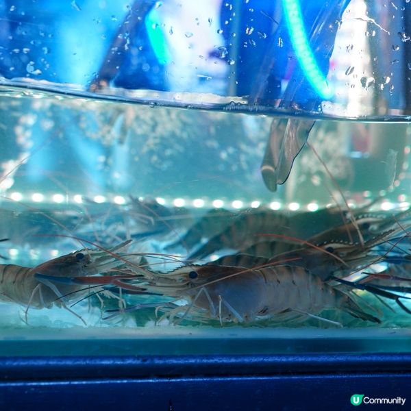 【泰國蝦現撈現烤吃到飽】 