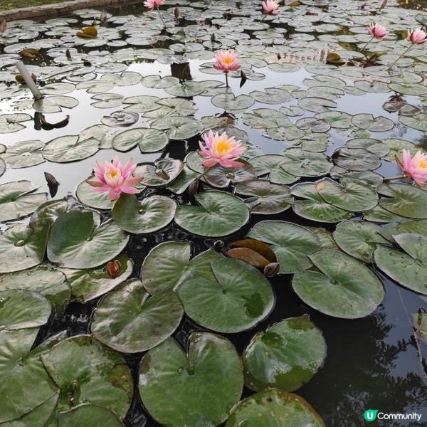 粄條～米粿～客家風情