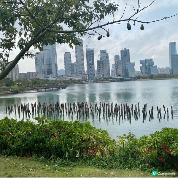 【深圳人才公園】🌿散步郊遊漫活之旅🦆