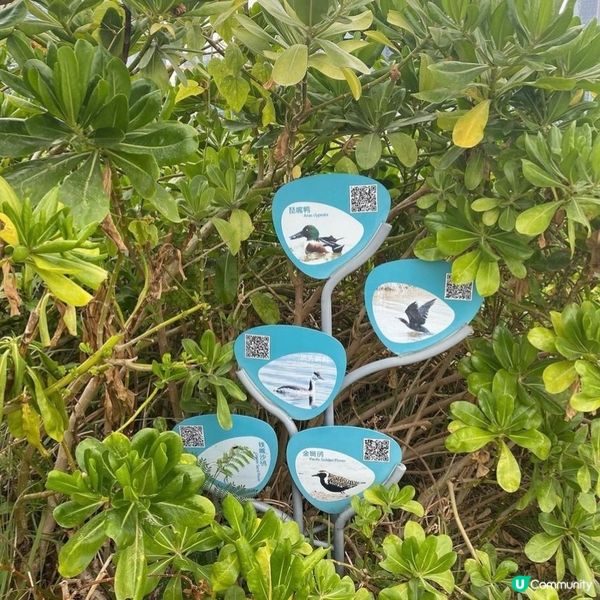 【深圳人才公園】🌿散步郊遊漫活之旅🦆