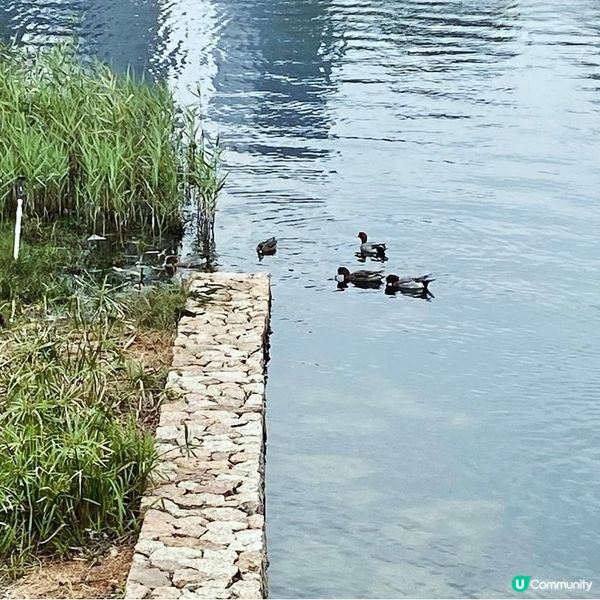 【深圳人才公園】🌿散步郊遊漫活之旅🦆