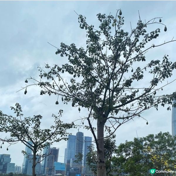【深圳人才公園】🌿散步郊遊漫活之旅🦆