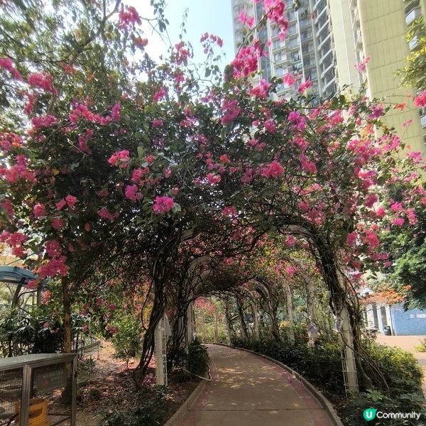 長沙灣元州邨花隧道