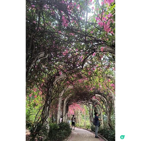 長沙灣元州邨花隧道