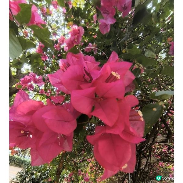 長沙灣元州邨花隧道