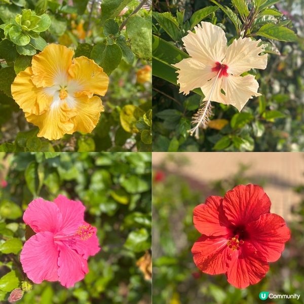 【沖繩花卉篇】南國之花Hibicus朱槿