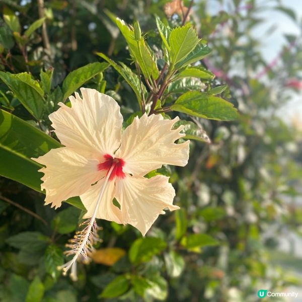 【沖繩花卉篇】南國之花Hibicus朱槿