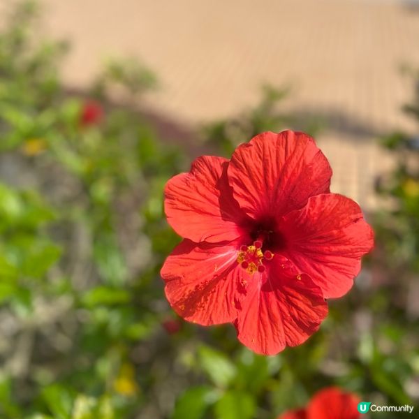 【沖繩花卉篇】南國之花Hibicus朱槿