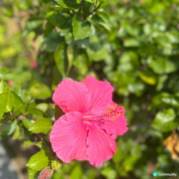 【沖繩花卉篇】南國之花Hibicus朱槿