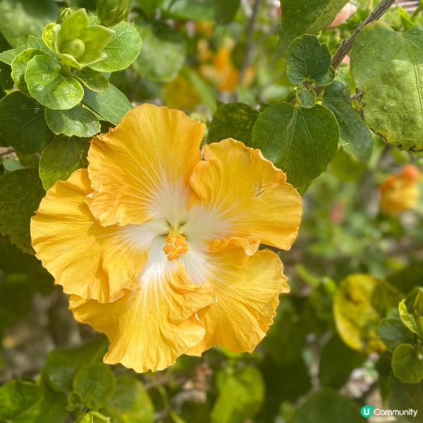 【沖繩花卉篇】南國之花Hibicus朱槿