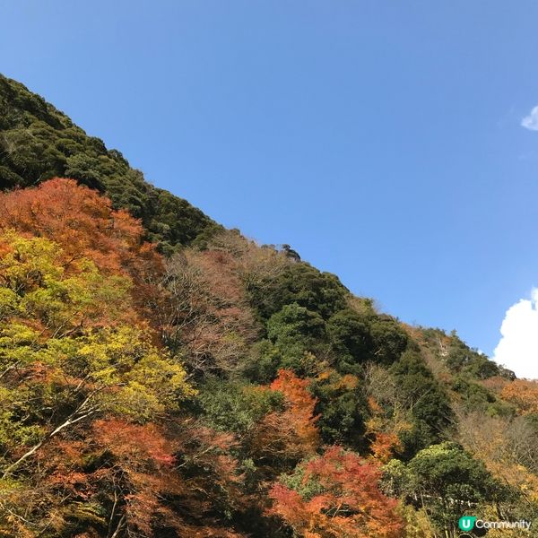 京都遊船感受古都風景