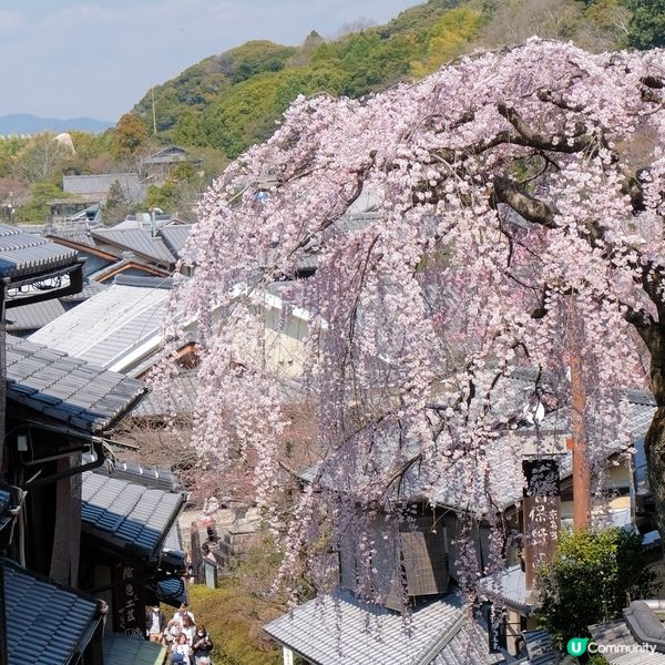 三年坂美麗垂櫻