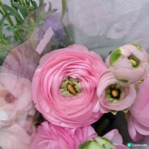 ⚘️🌺🪻停不了咁買花🌼🌸💐