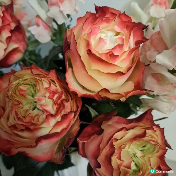 ⚘️🌺🪻停不了咁買花🌼🌸💐