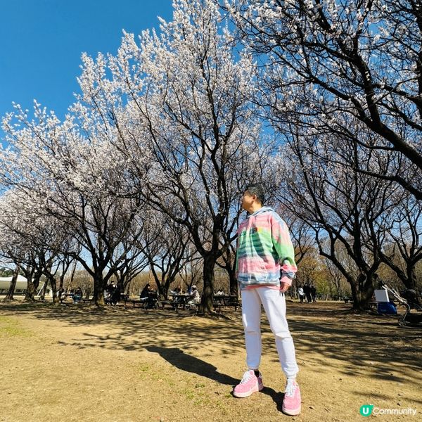 首爾林櫻花 Seoul Forest 2024