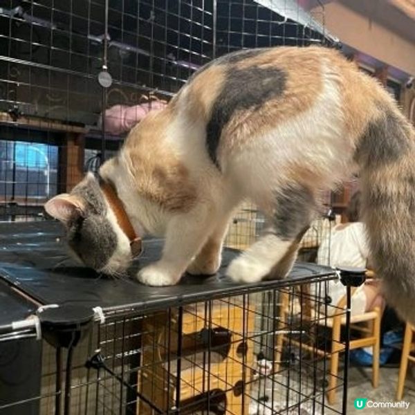 meowtini 
旺角砵蘭街215號朗晴坊7樓 