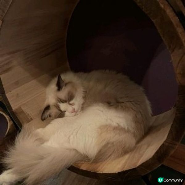 meowtini 
旺角砵蘭街215號朗晴坊7樓 