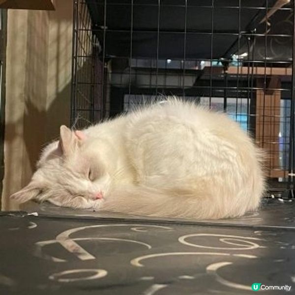 meowtini 
旺角砵蘭街215號朗晴坊7樓 