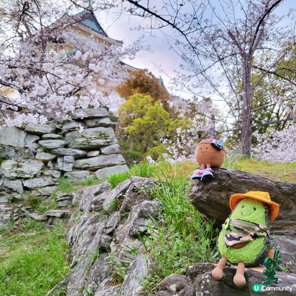 🏯和歌山城賞櫻🌸