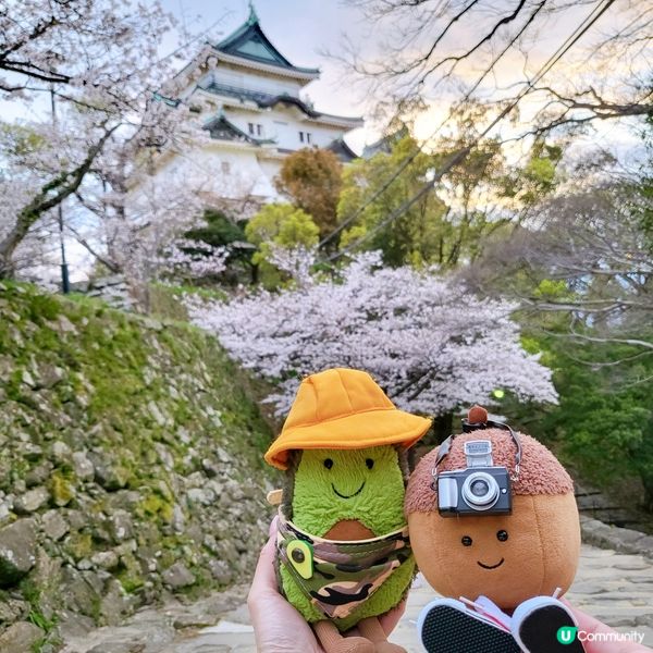 🏯和歌山城賞櫻🌸