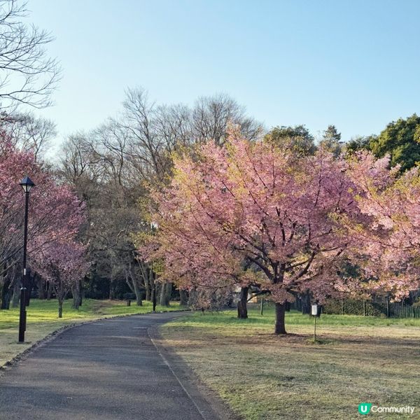 東京🇯🇵小金井公園🌸賞櫻花