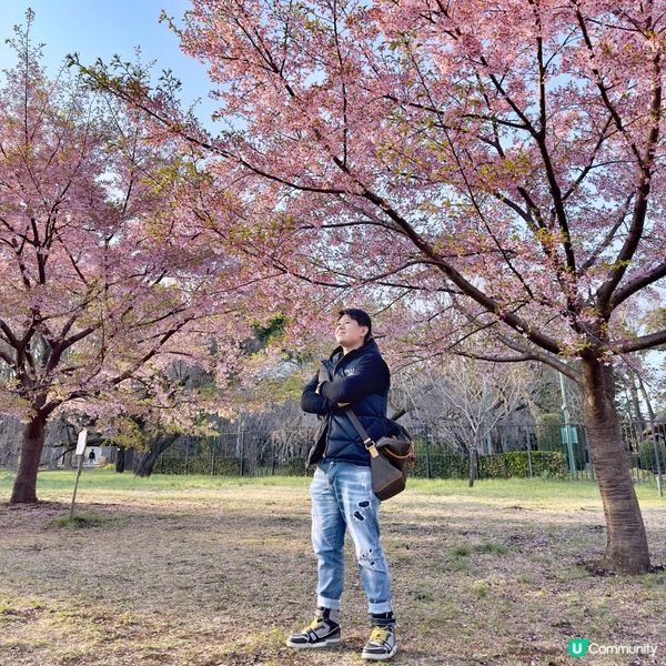 東京🇯🇵小金井公園🌸賞櫻花