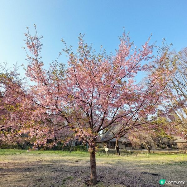 東京🇯🇵小金井公園🌸賞櫻花