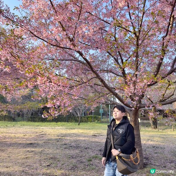 東京🇯🇵小金井公園🌸賞櫻花
