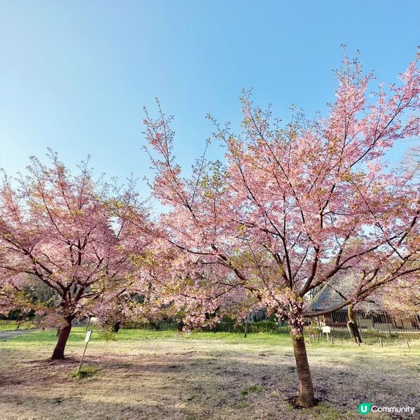 東京🇯🇵小金井公園🌸賞櫻花