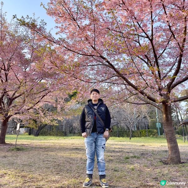 東京🇯🇵小金井公園🌸賞櫻花