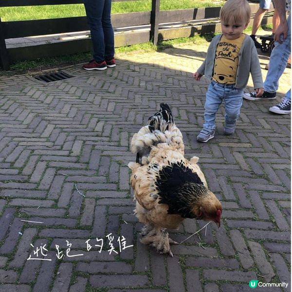 荷蘭阿姆斯特丹自由行——最美風車村【Zaanse Schans 】