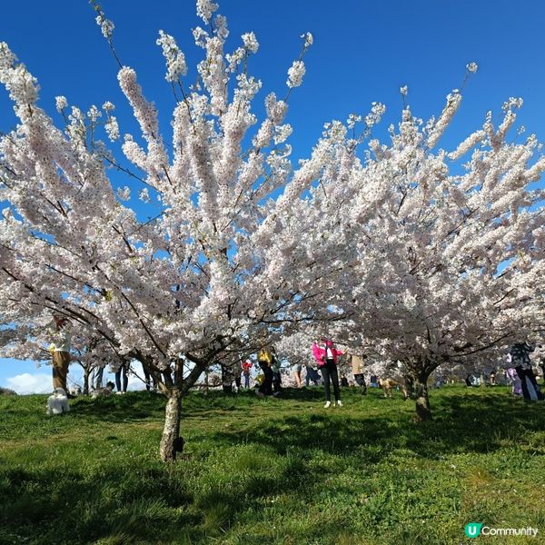 賞櫻好去處 | 溫哥華機場飛行航道公園 | 溫哥華