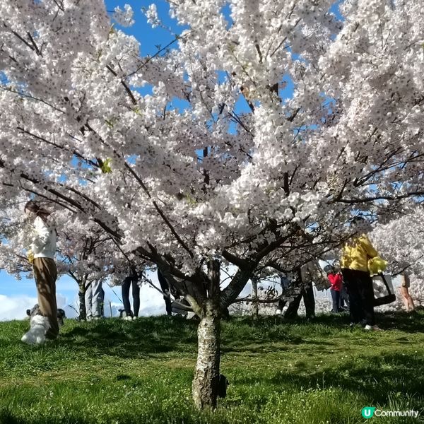 賞櫻好去處 | 溫哥華機場飛行航道公園 | 溫哥華