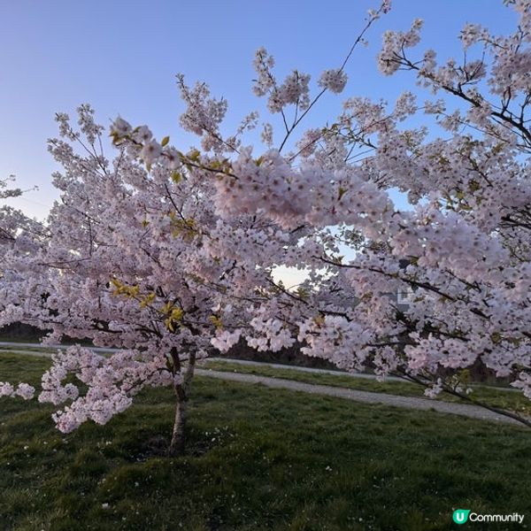 賞櫻好去處 | 溫哥華機場飛行航道公園 | 溫哥華