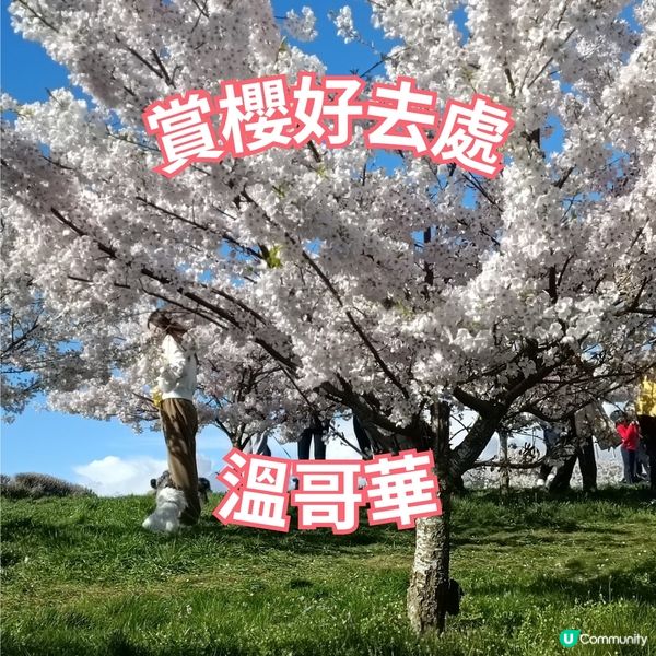 賞櫻好去處 | 溫哥華機場飛行航道公園 | 溫哥華
