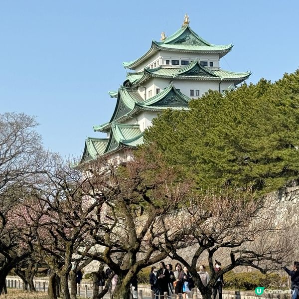 櫻花季限定！名古屋城春日祭 