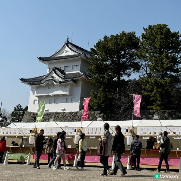 櫻花季限定！名古屋城春日祭 