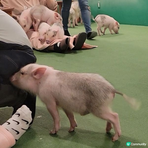 超可愛迷你豬樂園+Cafe 周圍都係豬 仲有冷熱飲品任飲