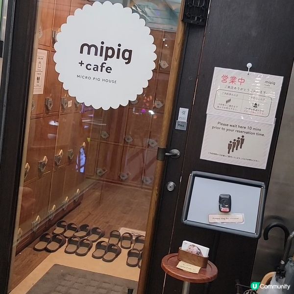 超可愛迷你豬樂園+Cafe 周圍都係豬 仲有冷熱飲品任飲