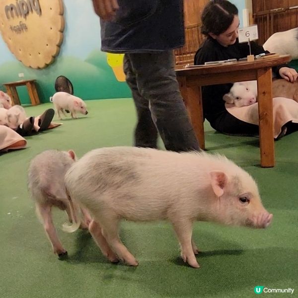 超可愛迷你豬樂園+Cafe 周圍都係豬 仲有冷熱飲品任飲