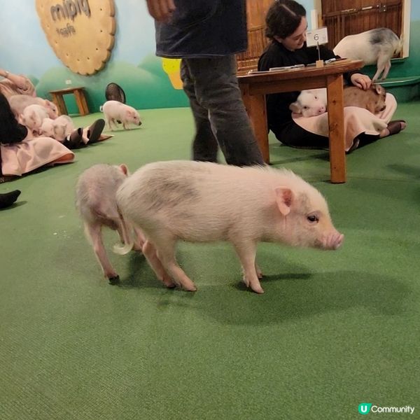 超可愛迷你豬樂園+Cafe 周圍都係豬 仲有冷熱飲品任飲