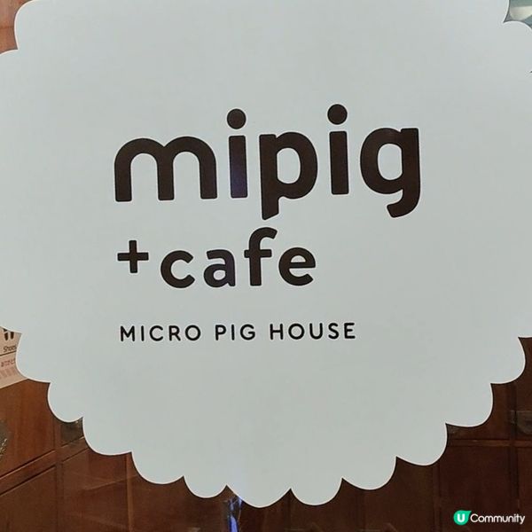 超可愛迷你豬樂園+Cafe 周圍都係豬 仲有冷熱飲品任飲