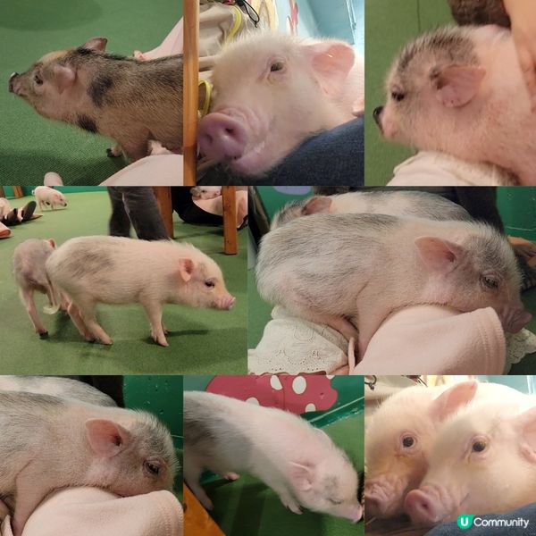 超可愛迷你豬樂園+Cafe 周圍都係豬 仲有冷熱飲品任飲